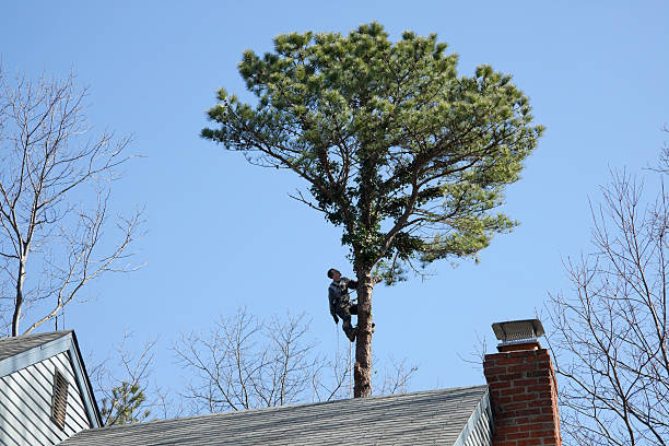 How Our Tree Care Process Works  in  Horseshoe Bay, TX