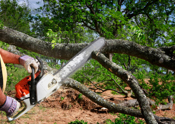 Reliable Horseshoe Bay, TX Tree Care Solutions